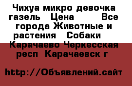 Чихуа микро девочка газель › Цена ­ 65 - Все города Животные и растения » Собаки   . Карачаево-Черкесская респ.,Карачаевск г.